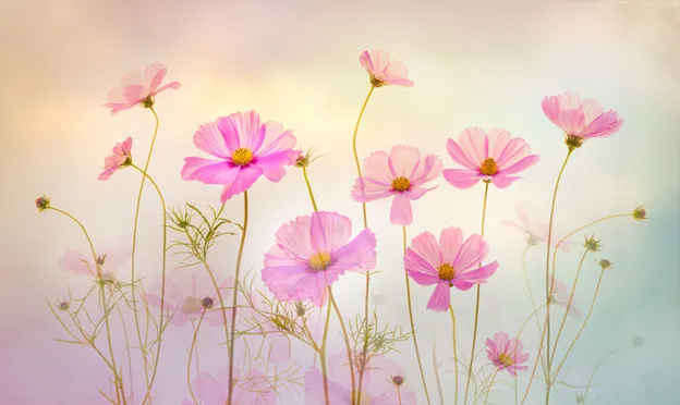 Beautiful Florals